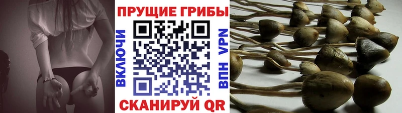 Псилоцибиновые грибы Magic Shrooms  Советская Гавань 